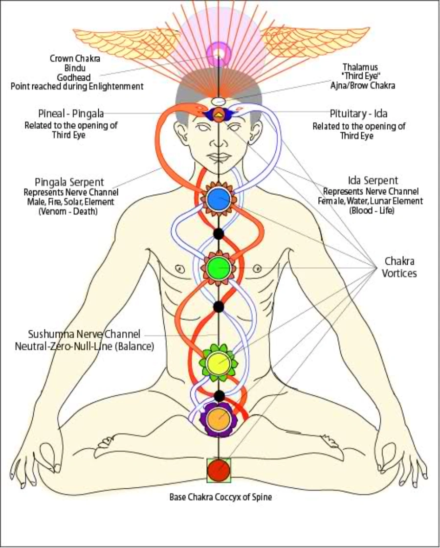 kundalini energy coiled at the base of the spine